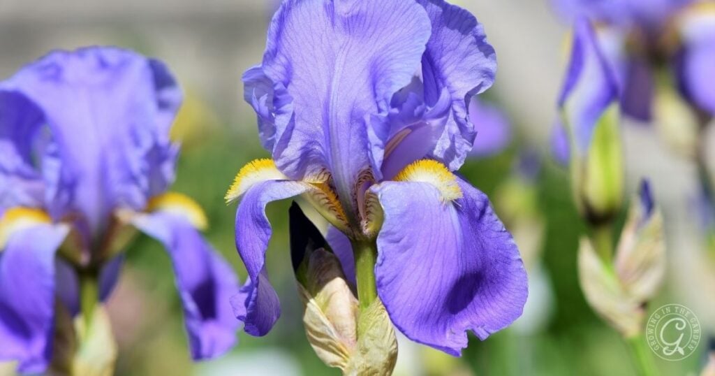 Close-up of a blooming purple iris flower with yellow accents and blurred green background, perfect for inspiration in your Arizona Annual Flowers Planting Guide.