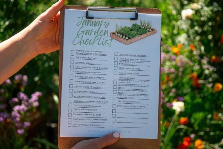 Arizona Garden in January featured image