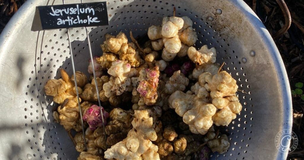 A colander filled with freshly harvested Jerusalem artichokes, labeled with a small sign.