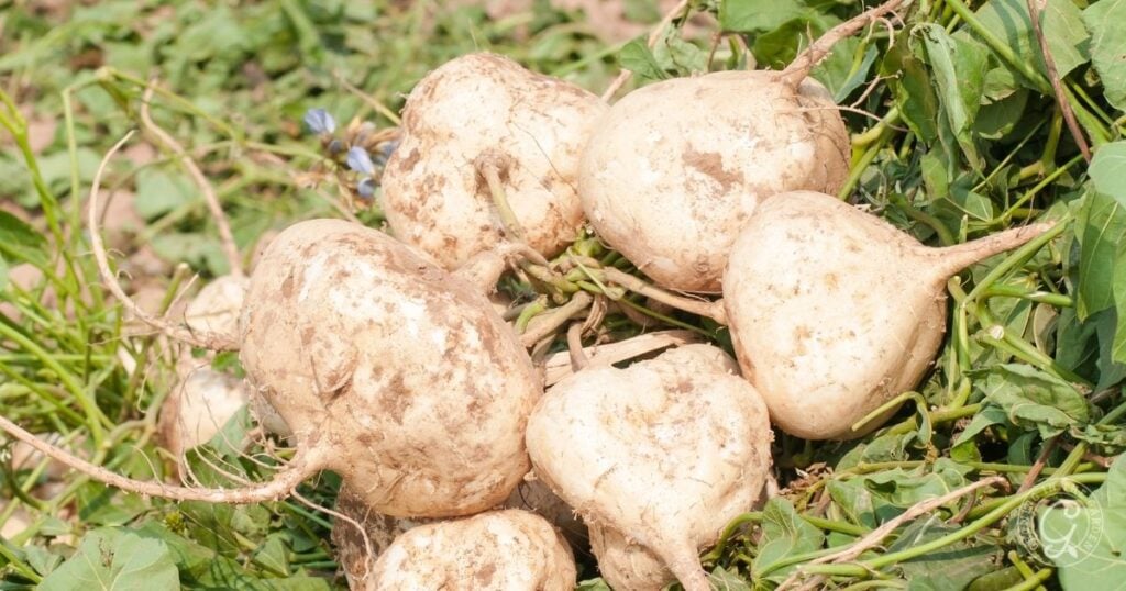 Several freshly harvested jicama roots with dirt still on them, lying on green leaves outdoors.