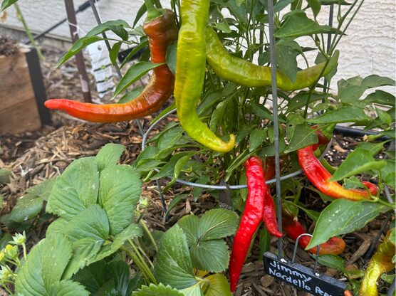 Jimmy Nardello Sweet Peppers featured image
