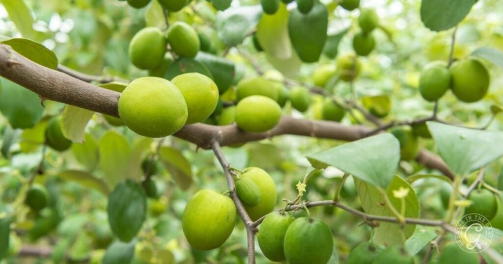 Close-up of green jujube fruits growing on a tree branch with green leaves in the background, as seen in the Arizona Fruit Planting Guide.