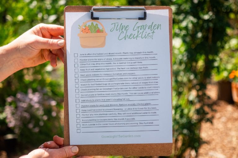 Arizona Garden in June featured image