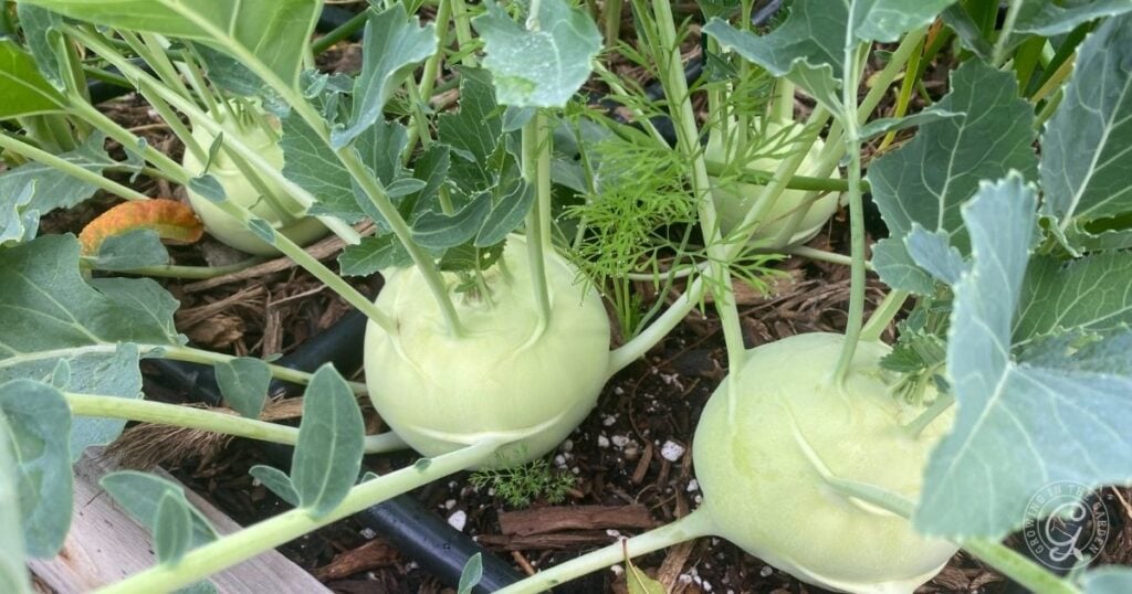 Green kohlrabi plants growing in a garden bed with leafy stems and round bulbs above the soil.