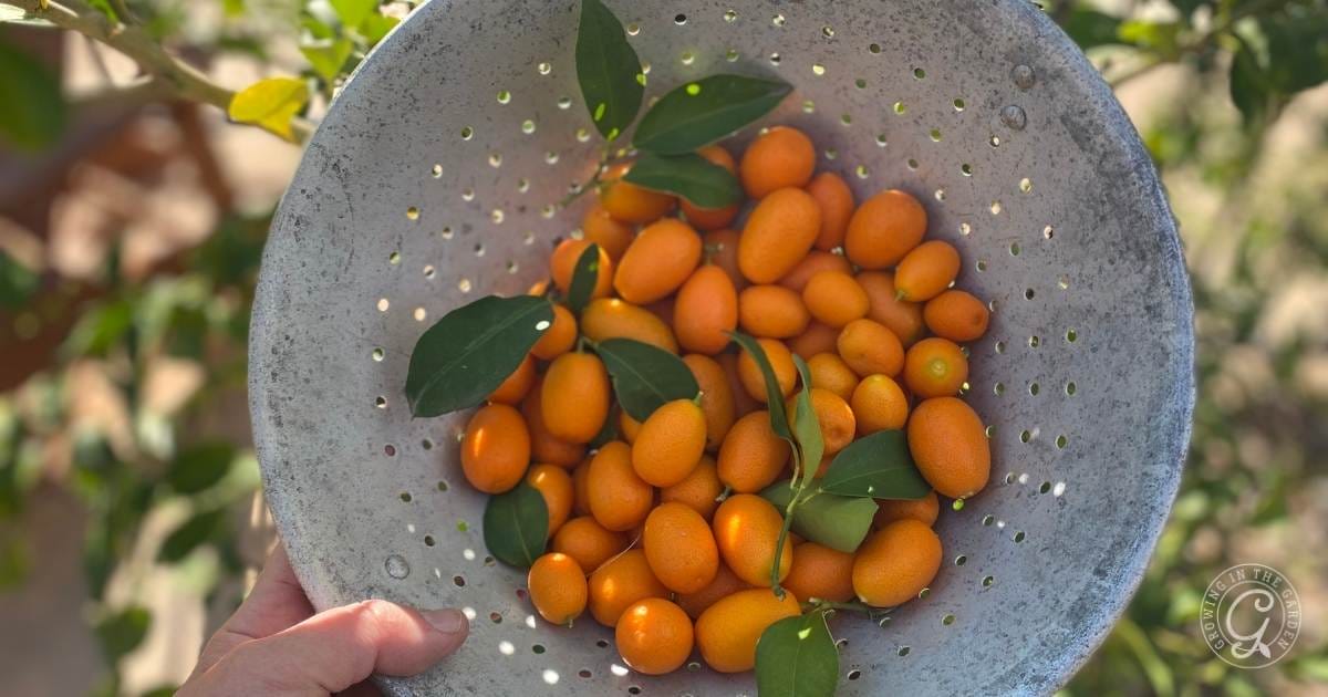 kumquats