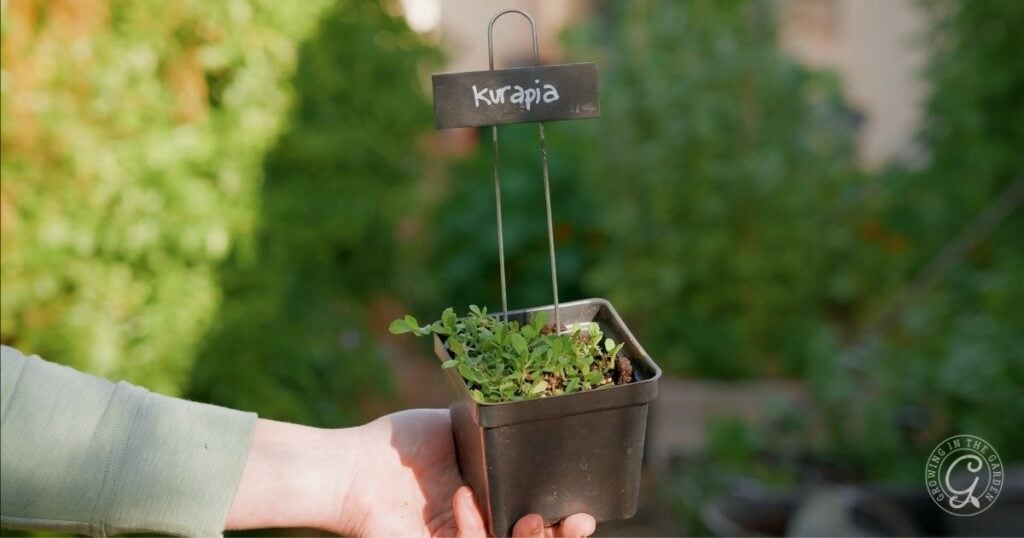 Kurapia: A Low-Water Lawn Alternative for Desert Gardens