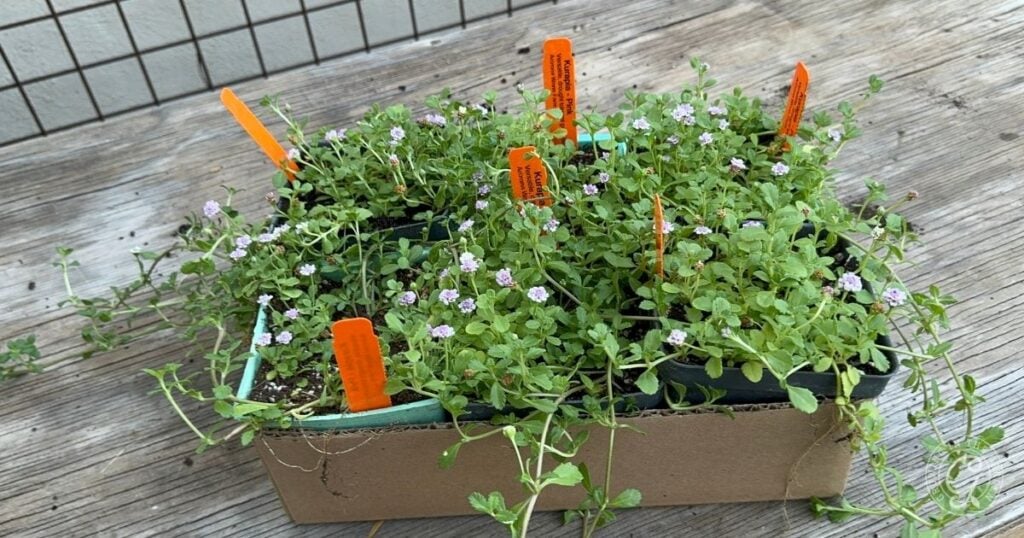 Kurapia: A Low-Water Lawn Alternative for Desert Gardens