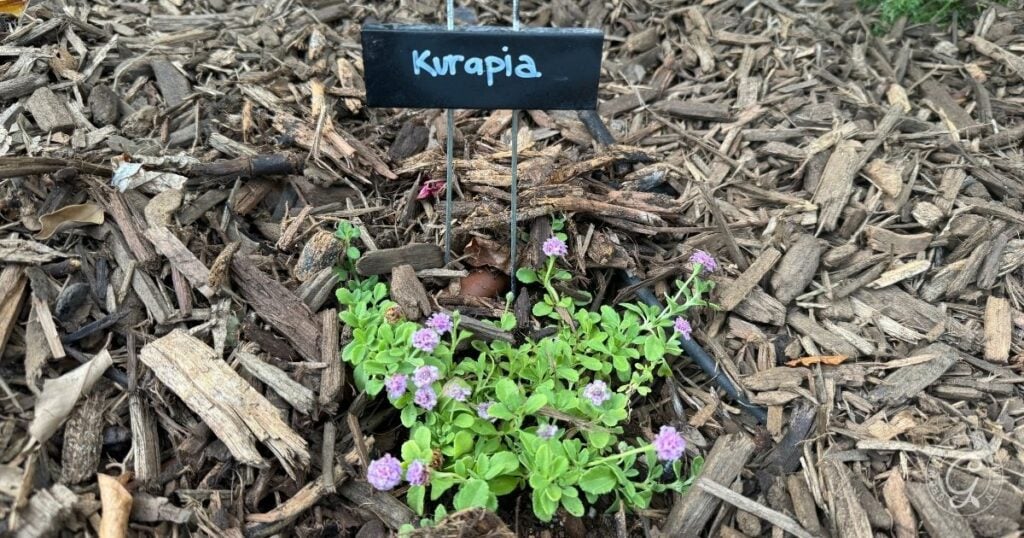 Kurapia: A Low-Water Lawn Alternative for Desert Gardens