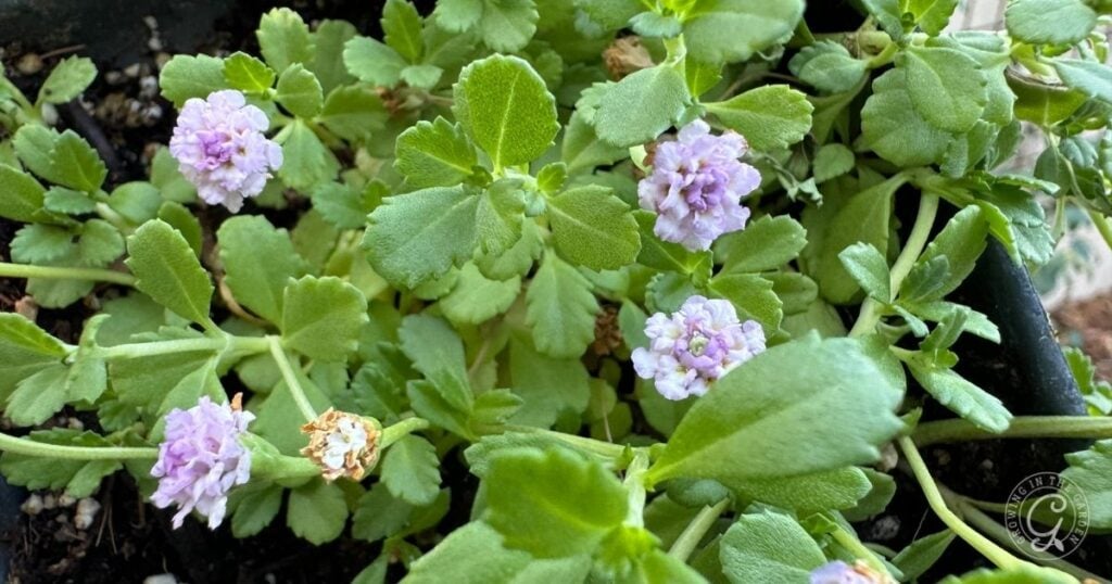 Kurapia: A Low-Water Lawn Alternative for Desert Gardens