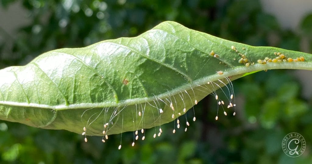 Lacewing eggs and aphids on leaf