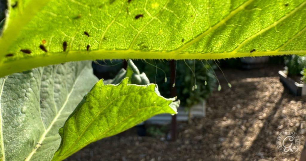 Lacewing Eggs on a sunflower infested with aphids