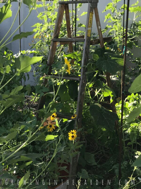 Ladders in the Garden #verticalgardening #verticalgarden #rustic #antique #repurpose #reuse #gardening #ladder