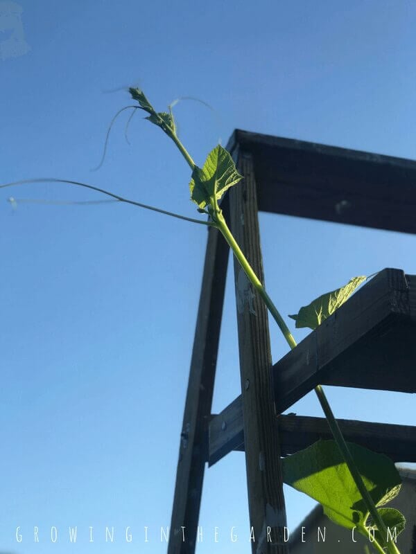 Ladders in the Garden #verticalgardening #verticalgarden #rustic #antique #repurpose #reuse #gardening #ladder