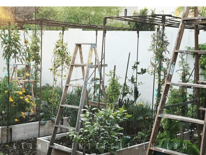 Ladders in the Garden #verticalgardening #verticalgarden #rustic #antique #repurpose #reuse #gardening #ladder