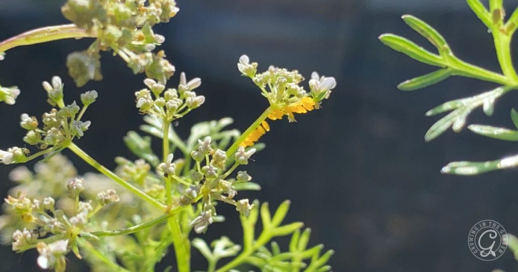 Ladybug eggs on bolted cilantro