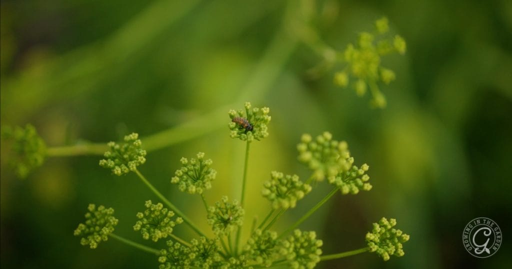 Ladybug larvae on bolted parsley