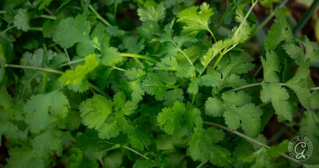 Close-up of fresh cilantro leaves growing densely, showcasing their distinct, flat, serrated edges and vibrant green color—an inspiring sight for anyone learning how to grow cilantro and prevent cilantro bolting in their garden.
