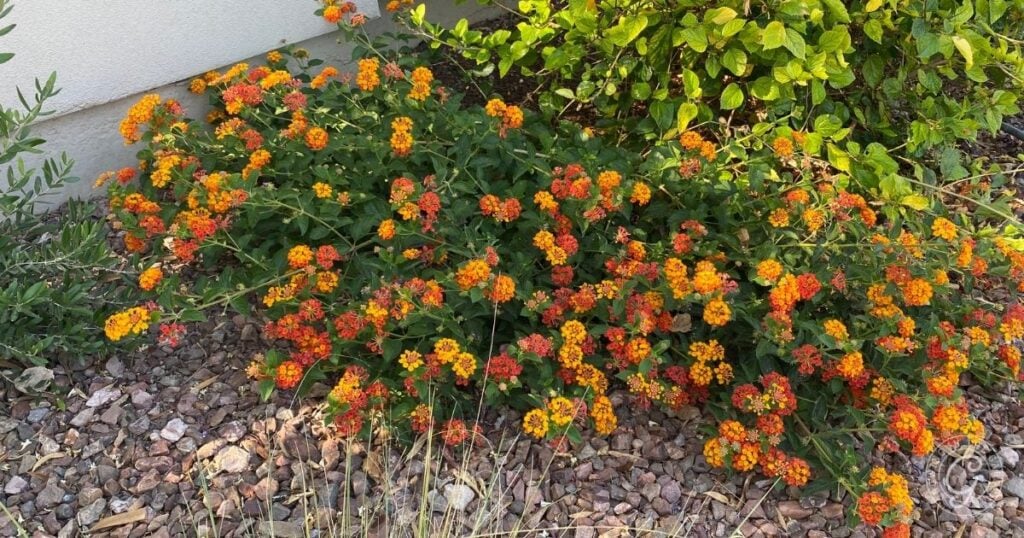 A bush with clusters of small orange and yellow flowers, ideal perennials for pollinators, grows among rocks and green leafy plants near a light-colored wall in the Sonoran Desert.