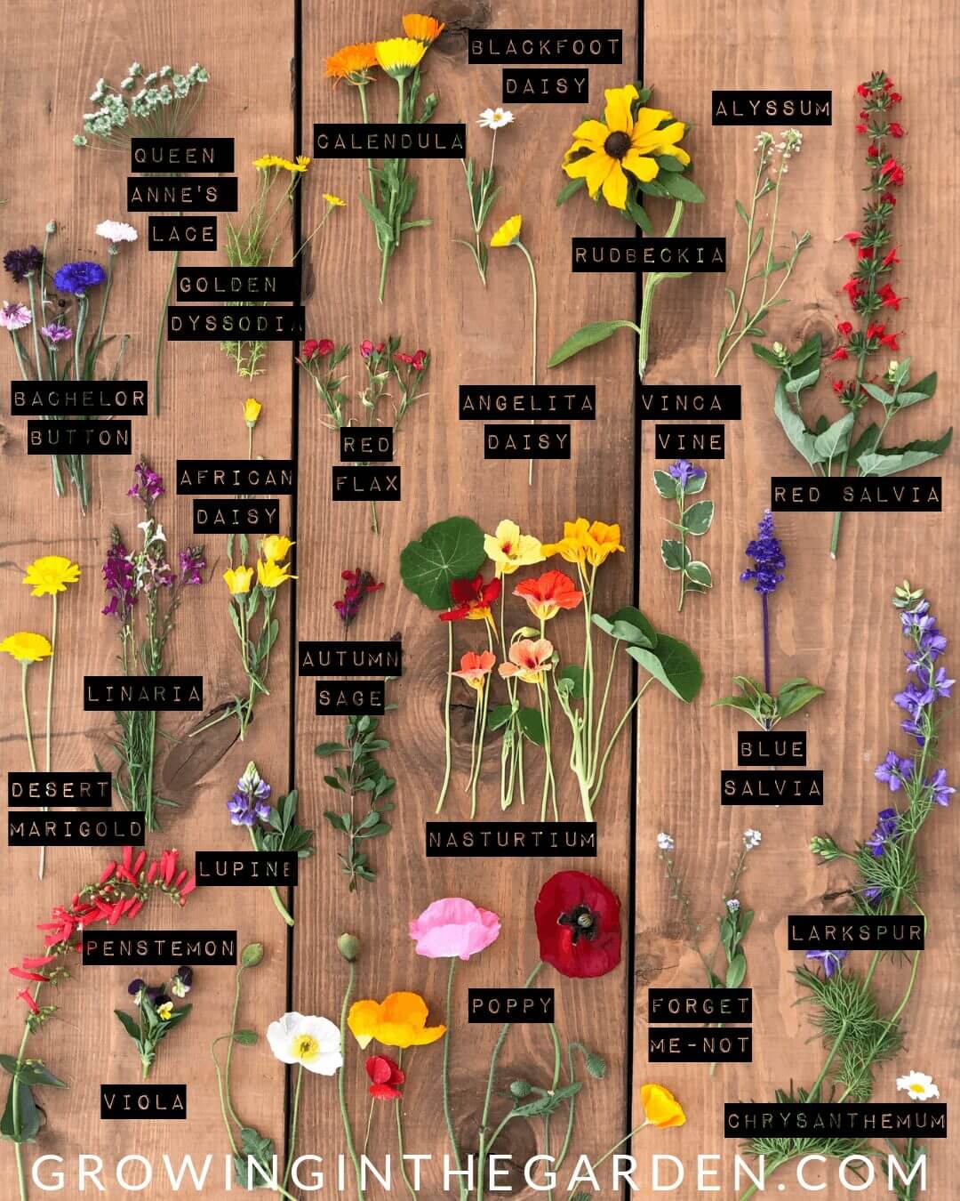 How to grow wildflowers in Arizona #wildflowers #superbloom #arizonawildflowers