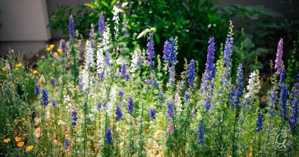 Tall purple, white, and blue wildflowers bloom in a sunlit garden with green foliage in the background, reflecting tips from the Arizona Annual Flowers Planting Guide.