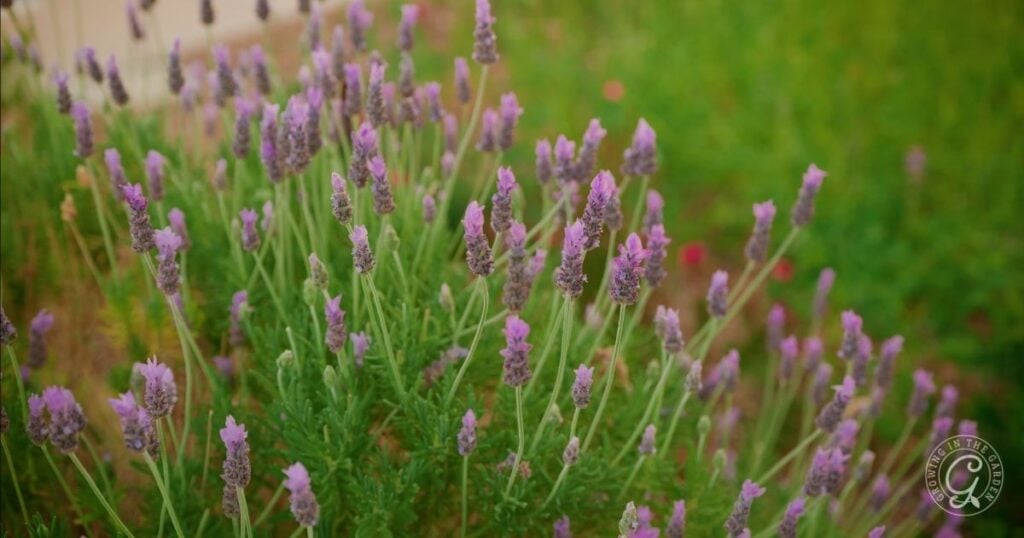A cluster of lavender perennials with vibrant purple flowers stands in a lush green garden, attracting pollinators, while a blurred background highlights the delicate blooms.