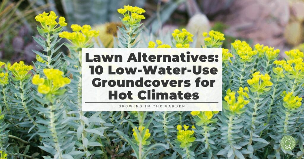 Lawn Alternatives: 10 Low-Water-Use Groundcovers for Hot Climates