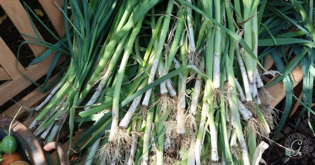 A pile of freshly harvested leeks with roots and green leaves, spread out on a wooden surface.