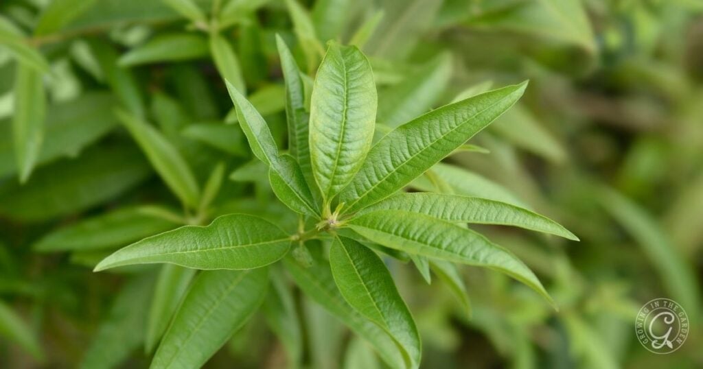 Close-up of fresh, green lemon verbena leaves with elongated, pointed shapes growing on a plant. The background is blurred, highlighting the texture and vibrant color of the leaves.