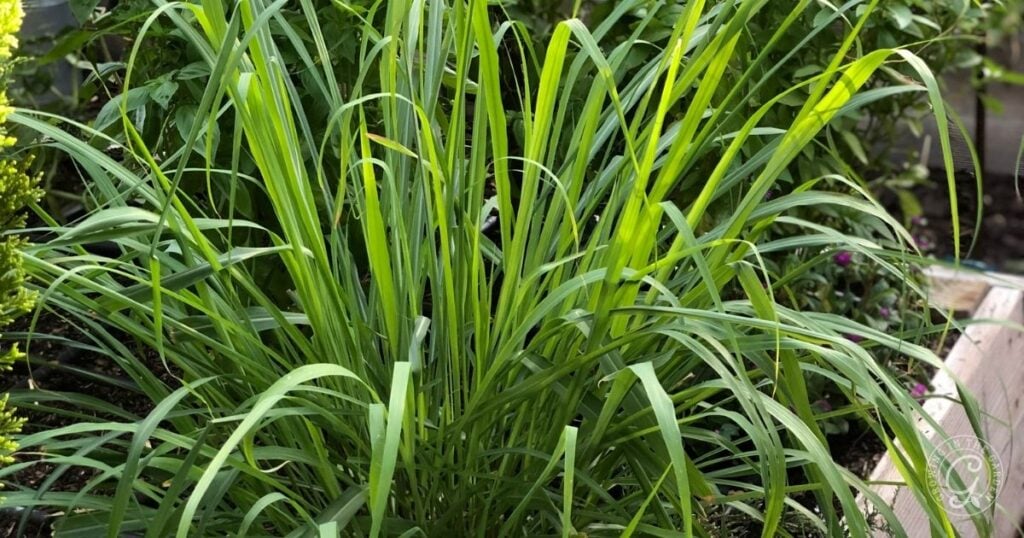 A lush clump of green lemongrass with long, narrow leaves growing in a garden bed, surrounded by other plants.