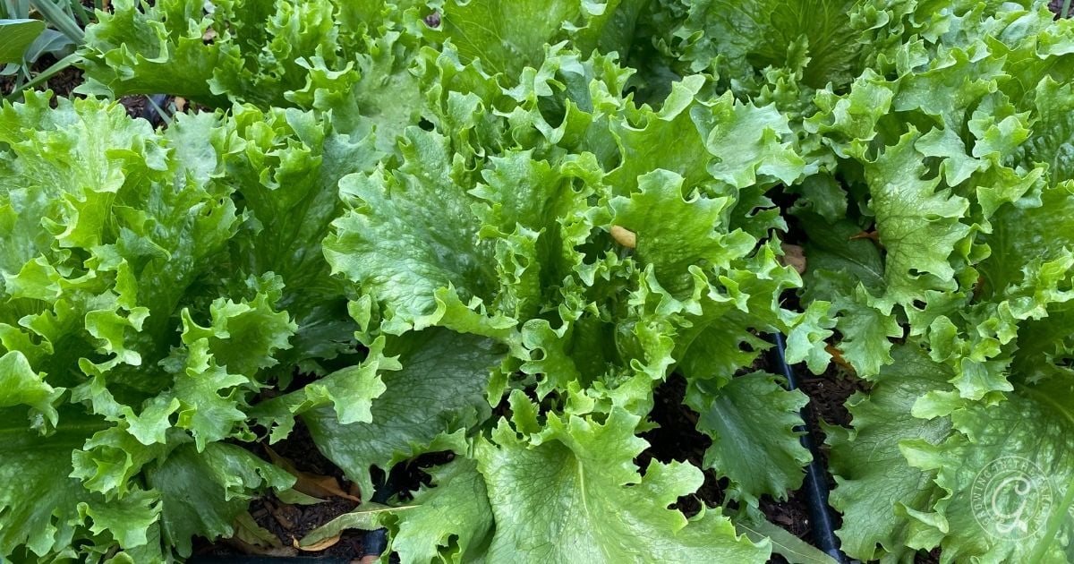 Close-up of lush, green lettuce plants growing in a garden.