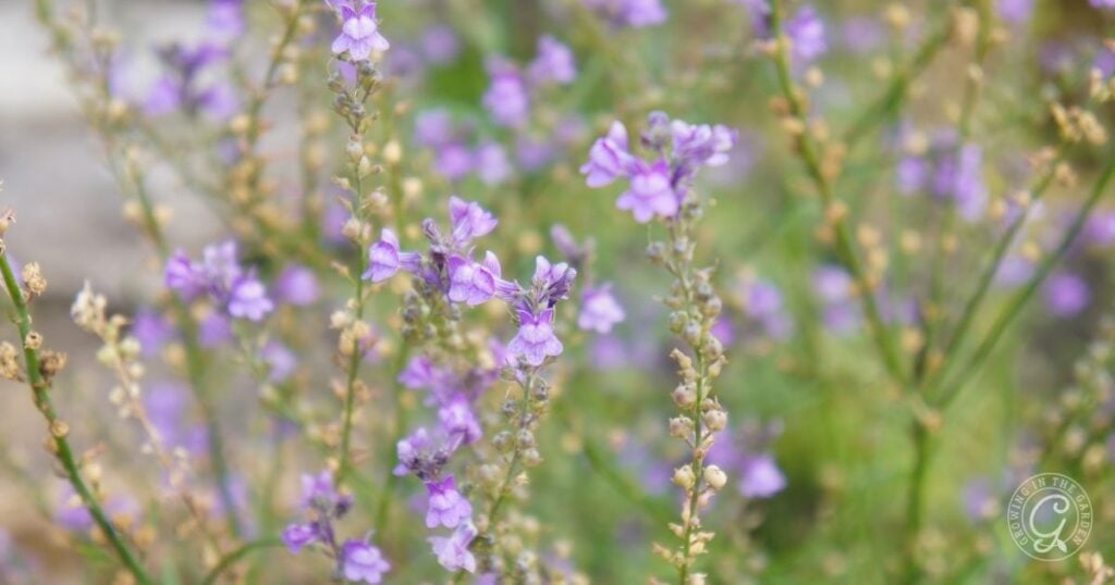 Close-up of delicate purple wildflowers blooming outdoors with a soft, blurred green background, perfect inspiration for your Arizona Annual Flowers Planting Guide.