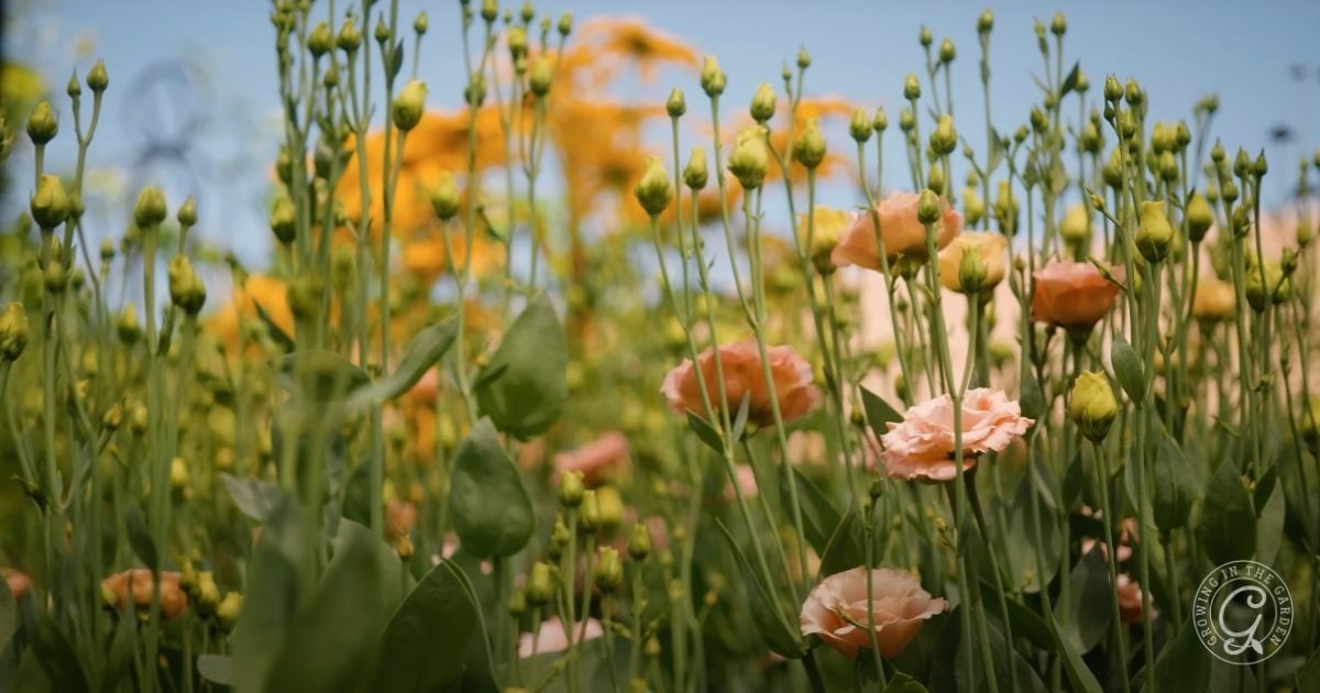 Close-up of a field with light pink flowers and green buds in the foreground—flowers that love hot summers—with yellow blooms blurred in the background under a clear sky.