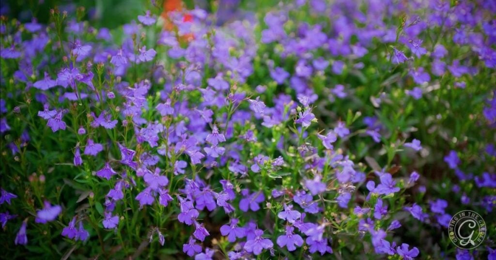 Clusters of vibrant purple lobelia flowers bloom densely among green foliage, creating a picturesque scene inspired by the Arizona Annual Flowers Planting Guide.