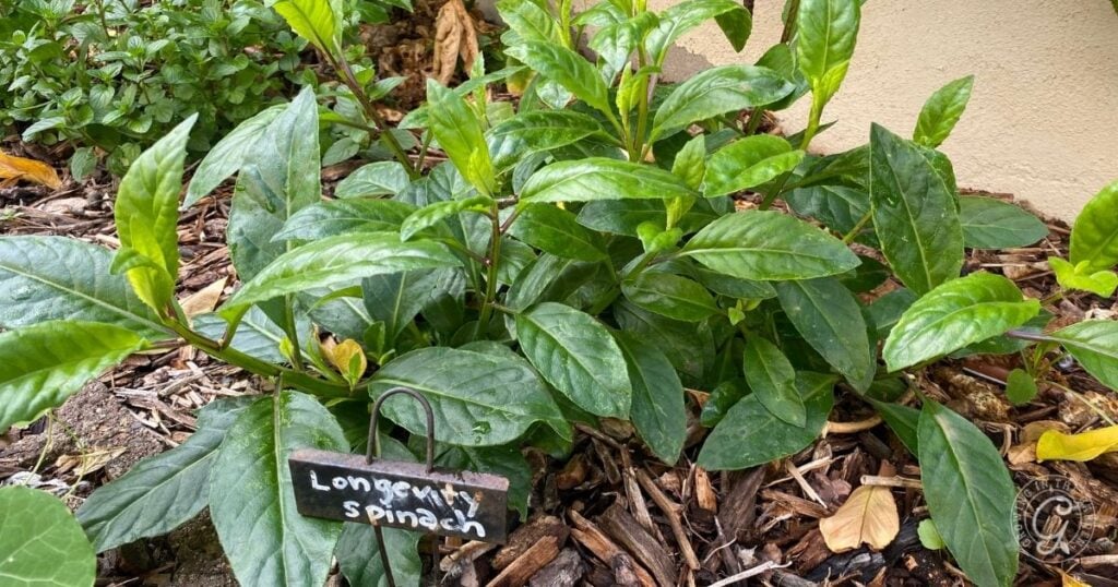 Longevity Spinach