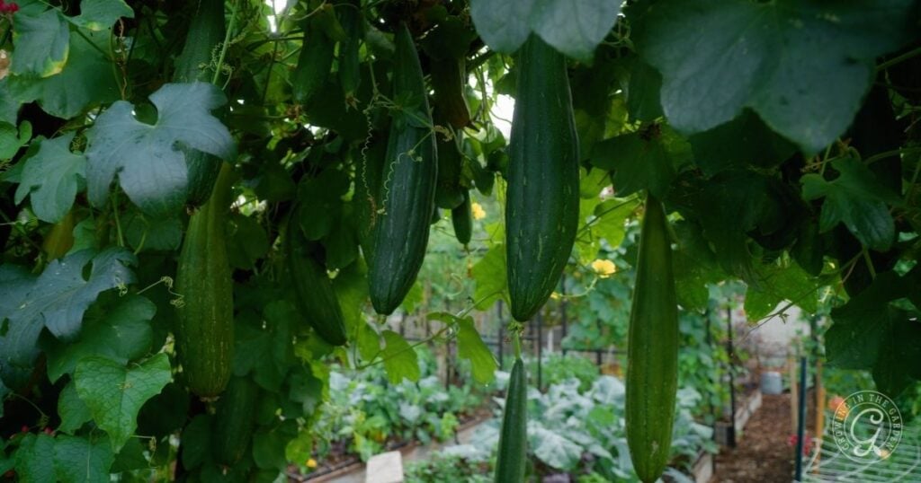 Several long, green gourds hang from leafy vines in a lush garden, illustrating which vegetables love to climb and thrive in vertical gardening vegetable setups, with more plants and garden beds visible in the background.