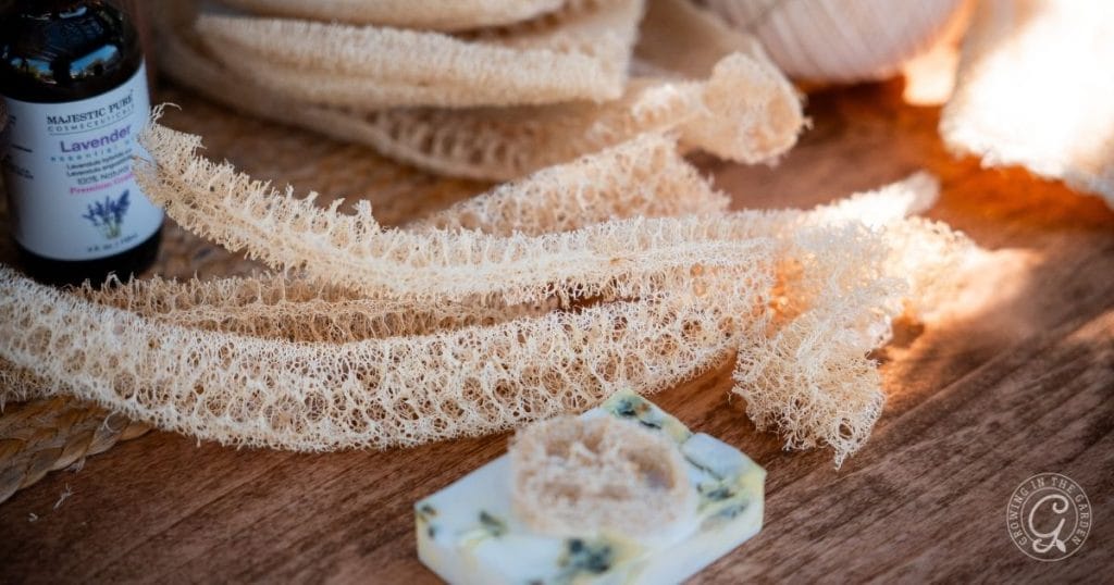 Loofah Soap
