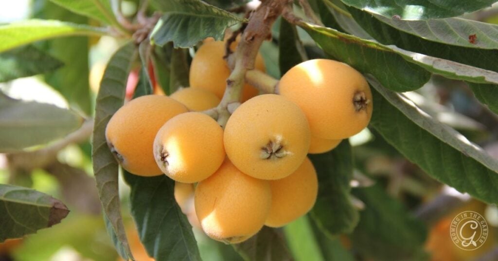 Cluster of ripe, yellow loquats hanging from a tree branch with green leaves in the background, as featured in the Arizona Fruit Planting Guide.