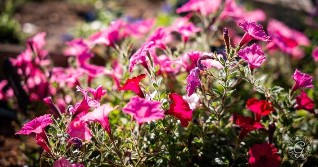 Petunias