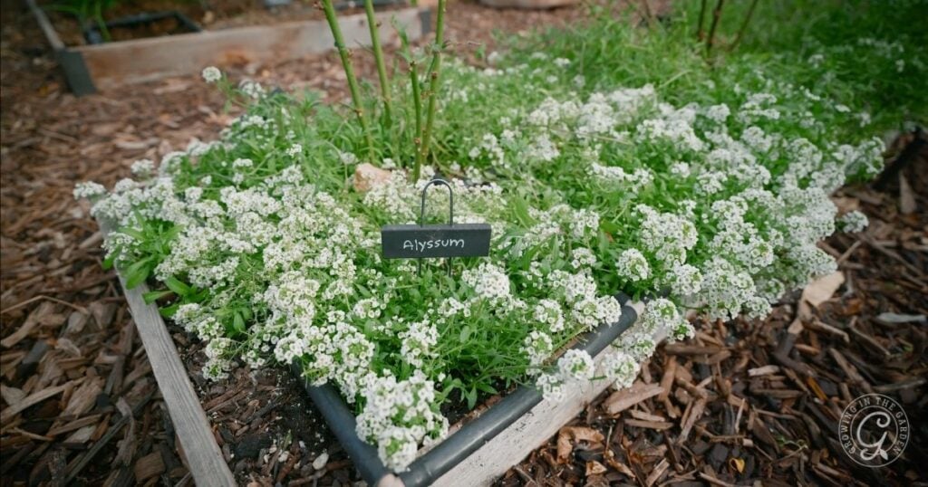 Plant alyssum around your roses