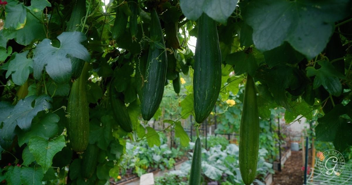 Several green luffa gourds, vegetables that love hot summers, hang from vines in a lush garden with leafy plants in the background.