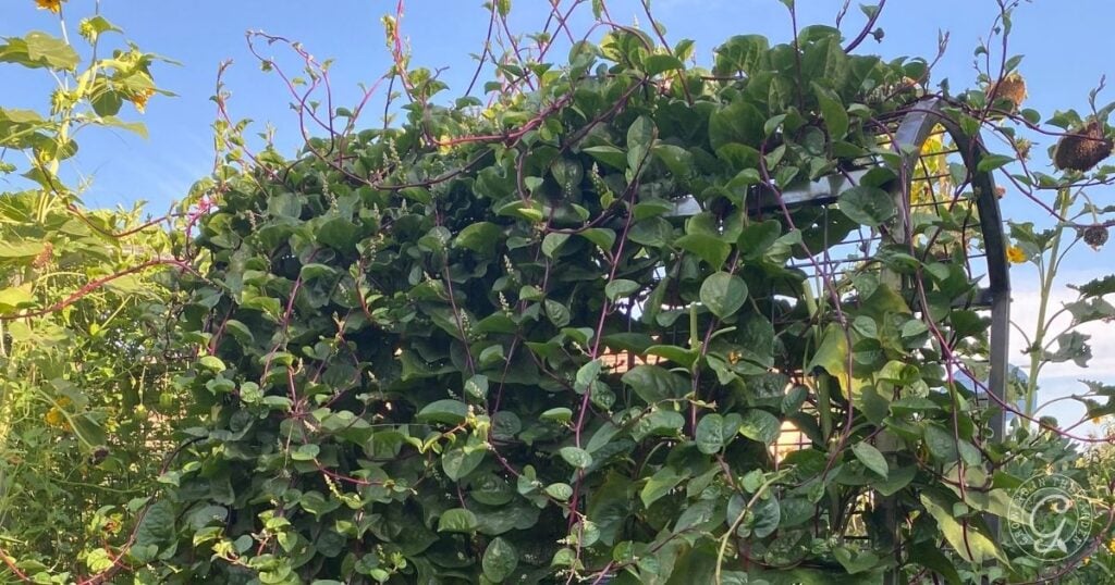A lush green vine with thick leaves—one of the best vegetables to grow vertically—climbs over a metal trellis against a blue sky, with a logo in the bottom right corner.