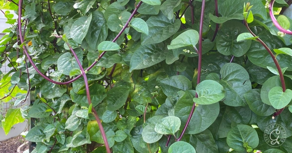 Green Malabar spinach vines, one of the vegetables that love hot summers, grow densely with thick, heart-shaped leaves and reddish-purple stems.