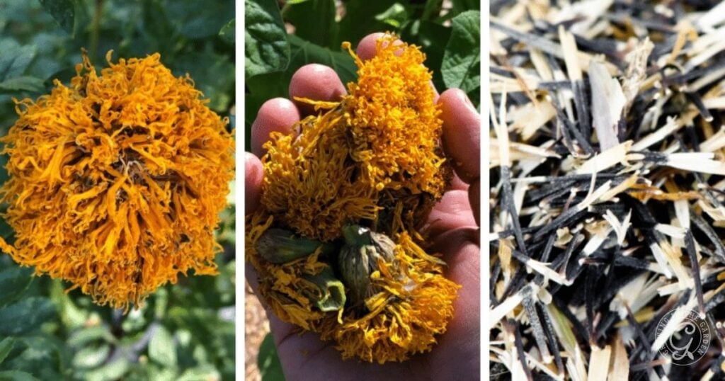 Three-panel image showing a marigold flower, its dried petals in a hand, and a pile of marigold seeds—perfect for illustrating how to save seeds from your garden.