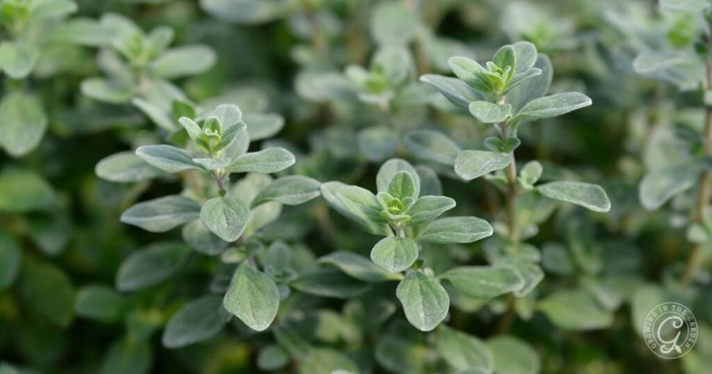 Close-up of fresh oregano plants with soft green leaves and small stems, growing densely together.