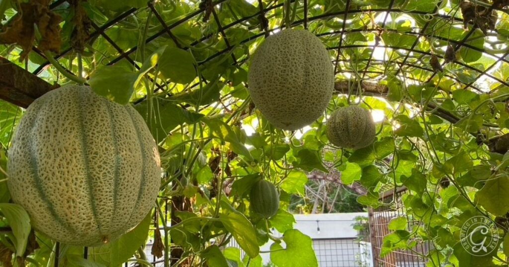 Large cantaloupes hanging from green vines inside a garden trellis, with sunlight streaming through the leaves—showcasing how vertical gardening vegetables thrive, especially those like cantaloupes which love to climb. A fence is visible in the background.