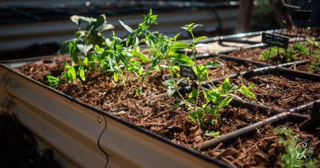 Metal garden beds and watering grids from Garden in Minutes