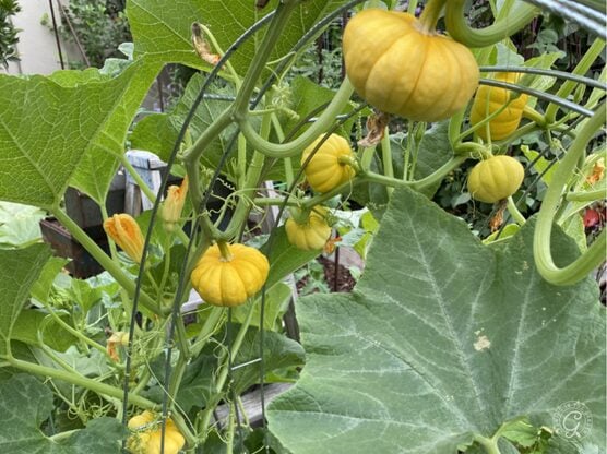 Mini Jack Pumpkin featured image