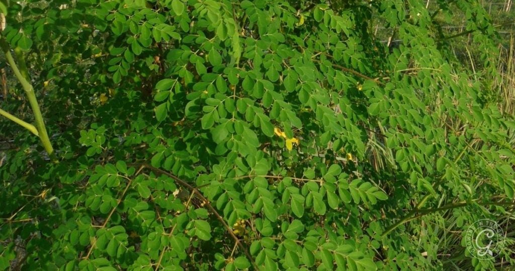 Dense green leaves of a moringa tree with sunlight filtering through the foliage, showcasing one of the unique trees featured in the Arizona Fruit Planting Guide.
