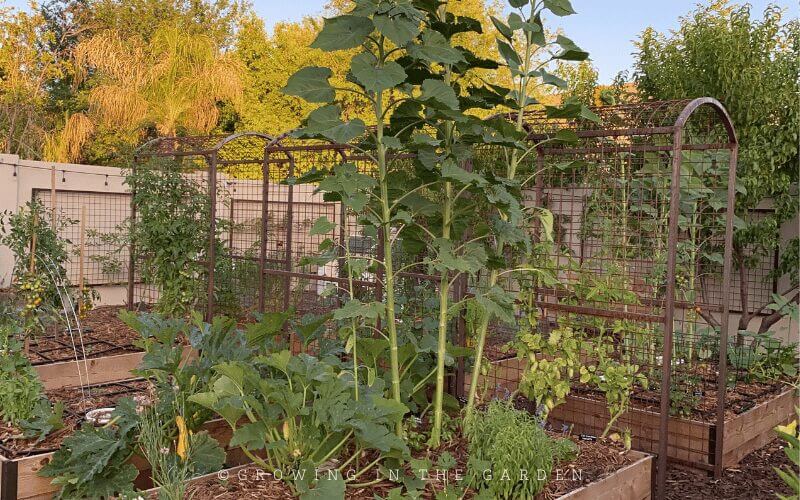 Mulching Your Garden: What to Use & How to Use it