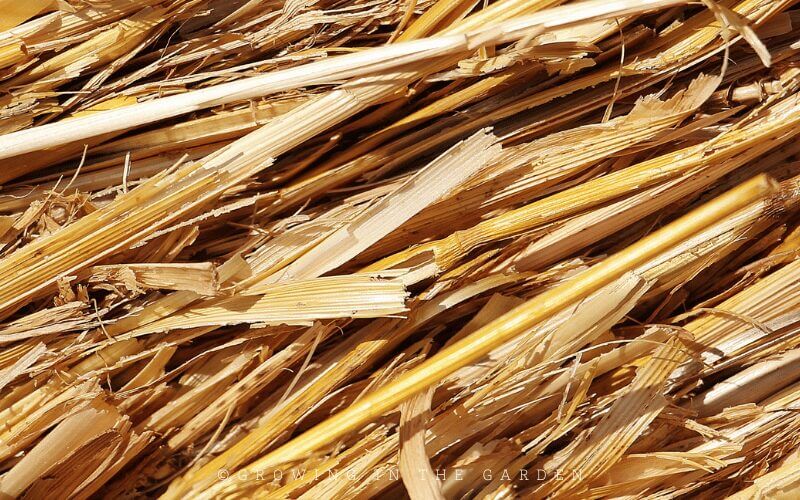 (Don’t use hay as it often contains seeds). Straw is the stalk left over after grain, like barley, has been harvested. It is dry and hollow, and there is no nutrition left in it. Use a pesticide-free straw. 